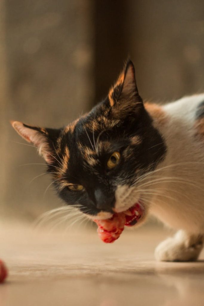 Close-up image of a calico cat eating raw meat outdoors showcasing natural feline behavior.