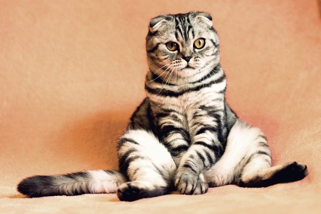 cat, kitten, pets, animals, housecat, feline, sitting, pet, funny, nature, animal, cute, adorable