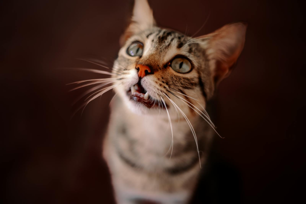 A cute tabby cat with bright eyes looking upwards, showcasing its whiskers and fur in a close-up portrait.
