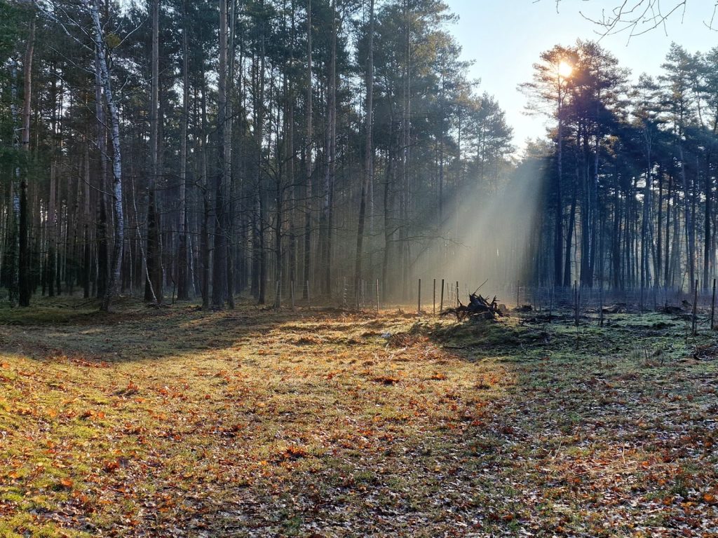 Tranquil forest scene with morning sunlight filtering through tall pine trees showcasing autumn foliage.