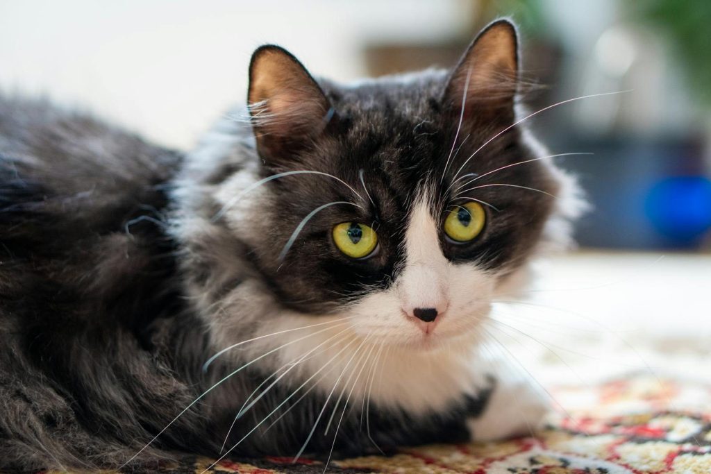 Charming portrait of a fluffy black and white cat with striking yellow eyes on a colorful rug.
