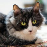 Charming portrait of a fluffy black and white cat with striking yellow eyes on a colorful rug.