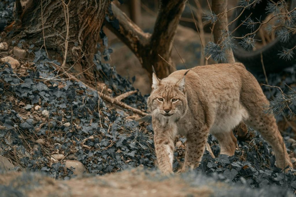 Eurasian lynx prowling through forest foliage, showcasing its natural habitat.