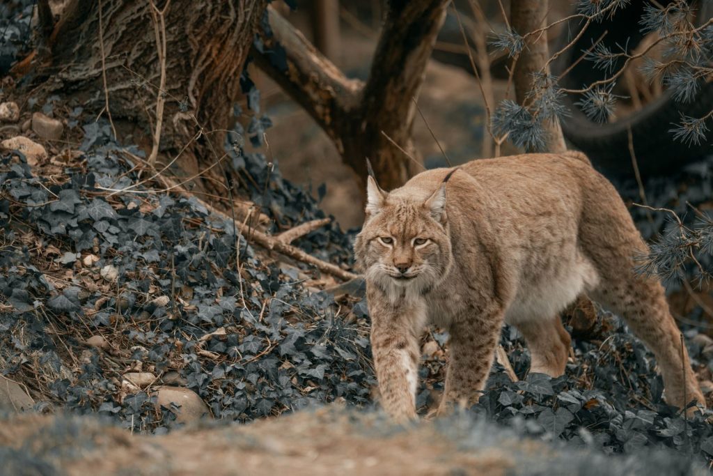 Eurasian lynx prowling through forest foliage, showcasing its natural habitat.