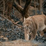 Eurasian lynx prowling through forest foliage, showcasing its natural habitat.