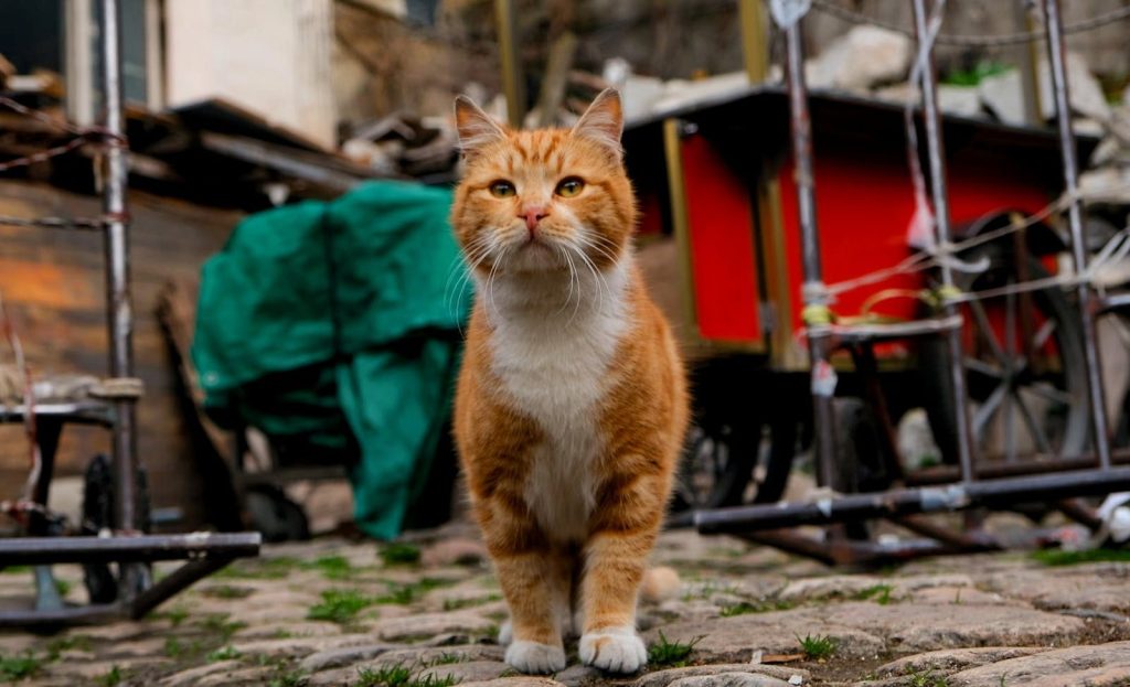 Ginger cat exploring cobblestone streets in Istanbul, Türkiye. Captured in an urban setting with vibrant colors.