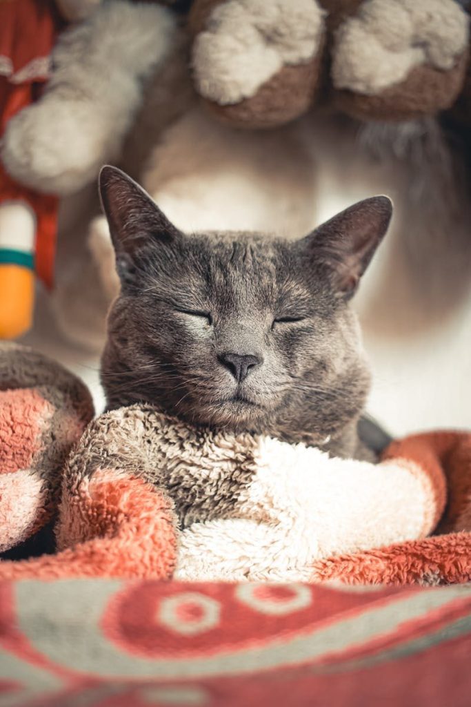 Close-up of a peaceful gray cat sleeping among plush blankets and stuffed animals.