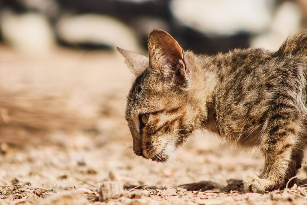 Profile view of a striped cat outdoors on a sunny day.