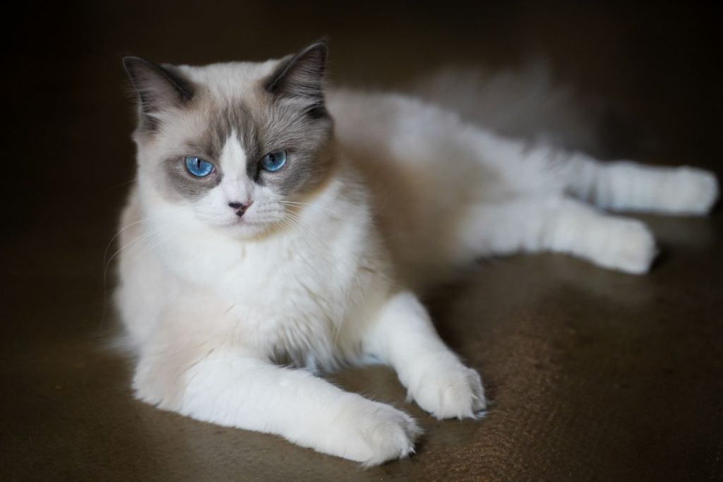 A Ragdoll cat with blue eyes lying down indoors, showing its fluffy fur.