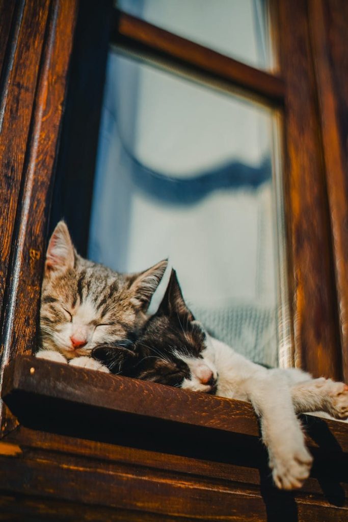 Two adorable cats peacefully napping on a wooden window sill, basking in the sunlight.