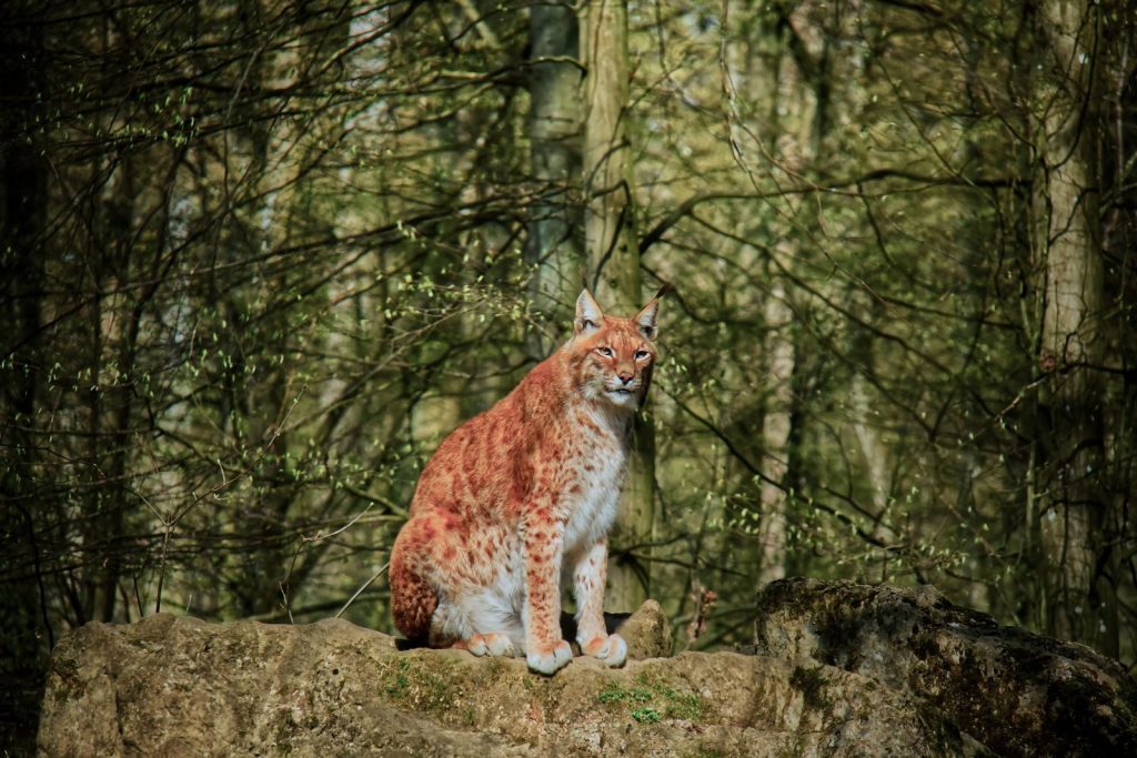 Eurasian lynx perched on rocks surrounded by lush forest scenery.