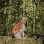 Eurasian lynx perched on rocks surrounded by lush forest scenery.