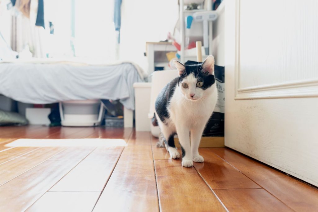 Charming black and white cat basking in a sunlit room on a wooden floor.