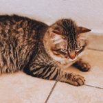 A cozy tabby cat lounging on a tiled floor, showing a calm and relaxed demeanor indoors.