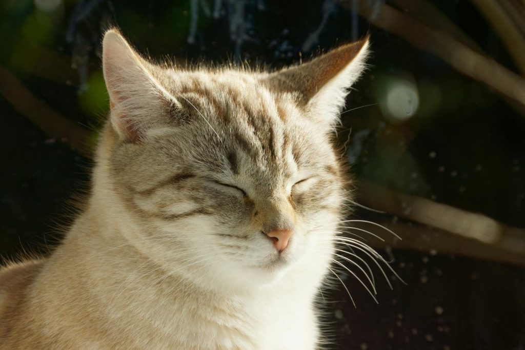 Close-up of a tabby cat enjoying sun outdoors, eyes closed for relaxation.