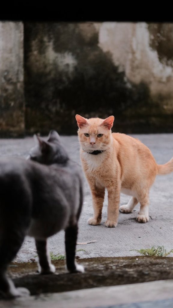 Two cats, one ginger and one gray, face each other in an outdoor setting.
