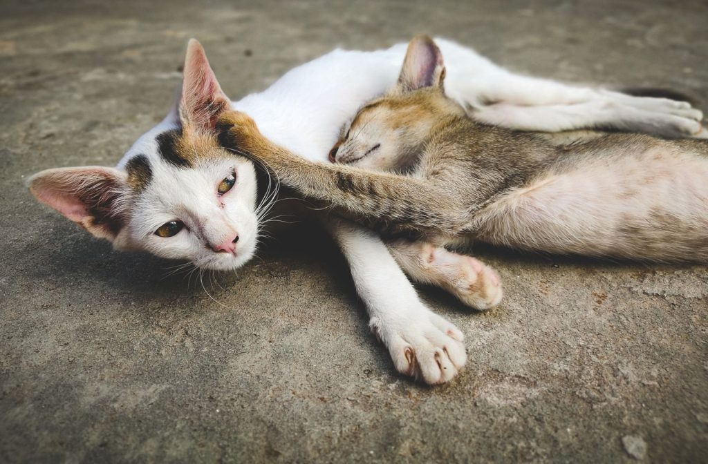 A mother cat and her kitten resting peacefully on a concrete floor, showing a tender moment.
