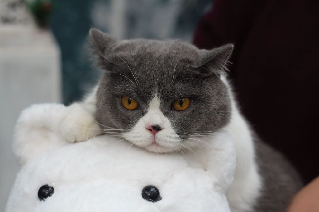 Charming British Shorthair cat lounging on a fluffy plush toy, showcasing cozy indoor vibes.