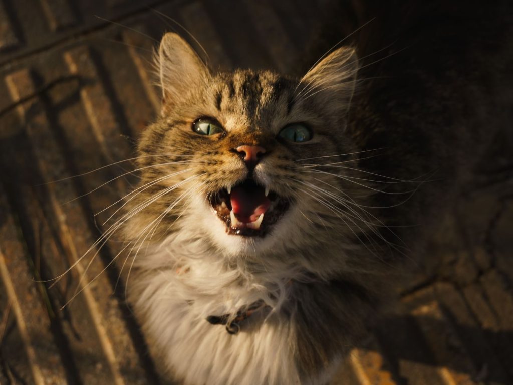 A cute Maine Coon cat meowing with sunlight highlighting its green eyes and fluffy fur.