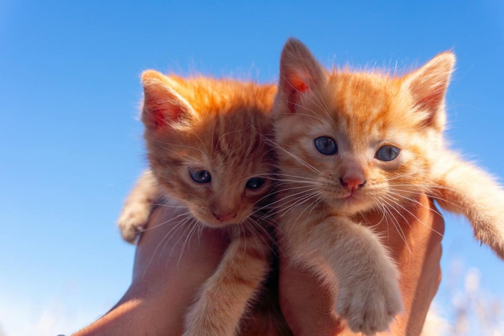 Two cute orange kittens being held up against a bright blue sky, showcasing their playful nature.