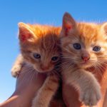 Two cute orange kittens being held up against a bright blue sky, showcasing their playful nature.