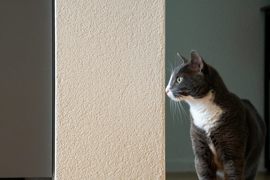 A gray and white cat peeking around a corner.