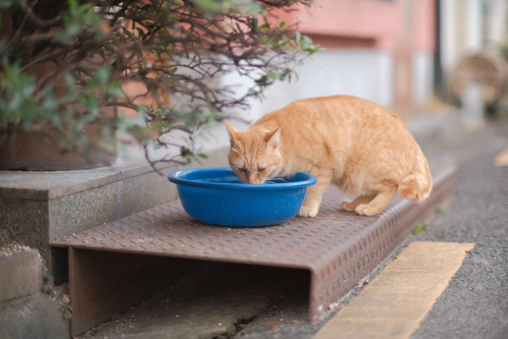 a cat eating from a bowl