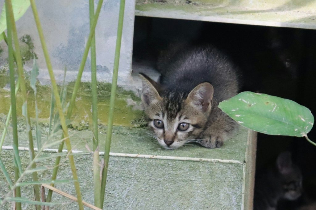 a small kitten sitting on a ledge next to a plant