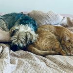 two dogs and a cat sleeping on a bed
