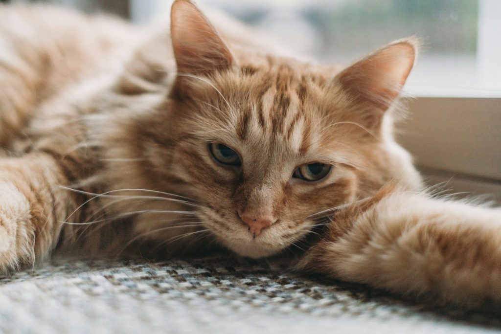 a close up of a cat laying on the ground