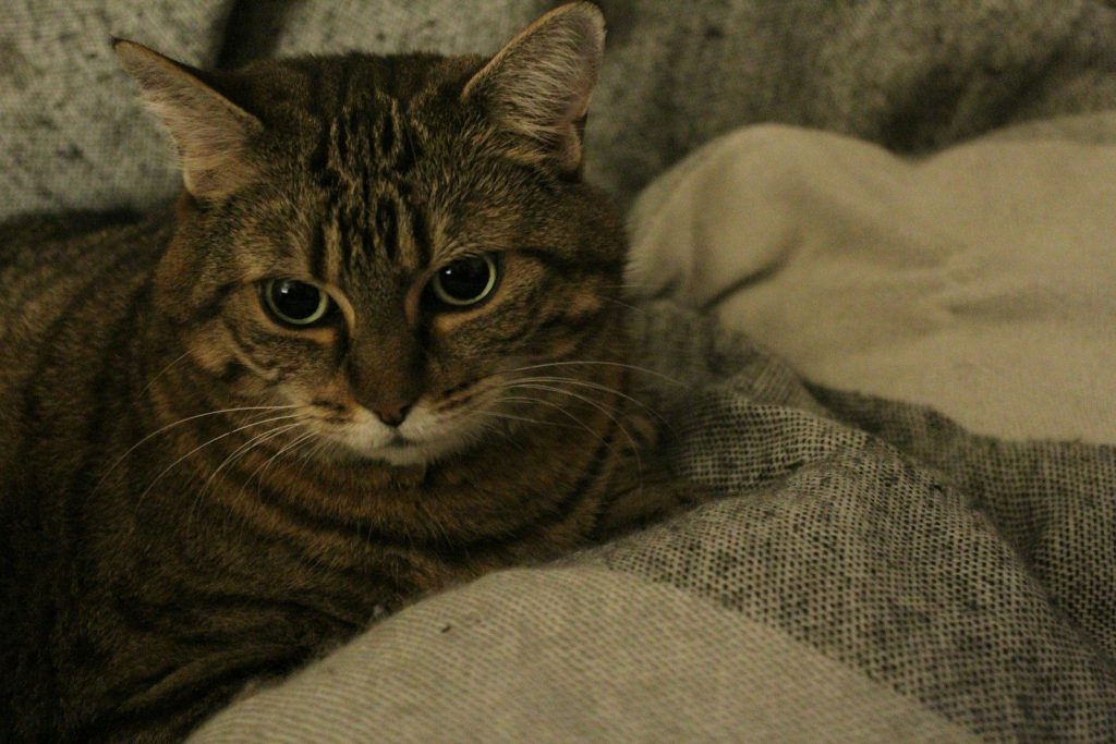 a cat lying on a blanket