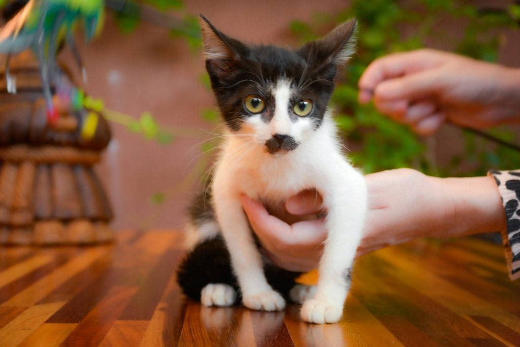 black and white cat on brown wooden table
