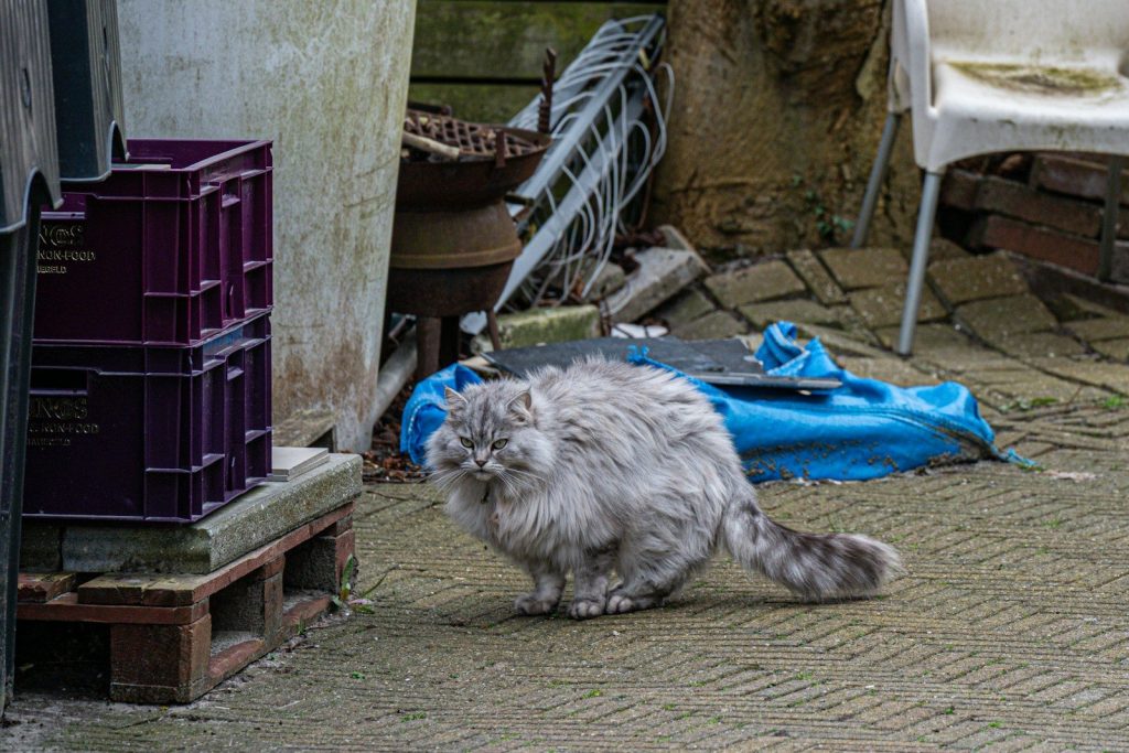 A fluffy grey cat walks on a paved outdoor area.