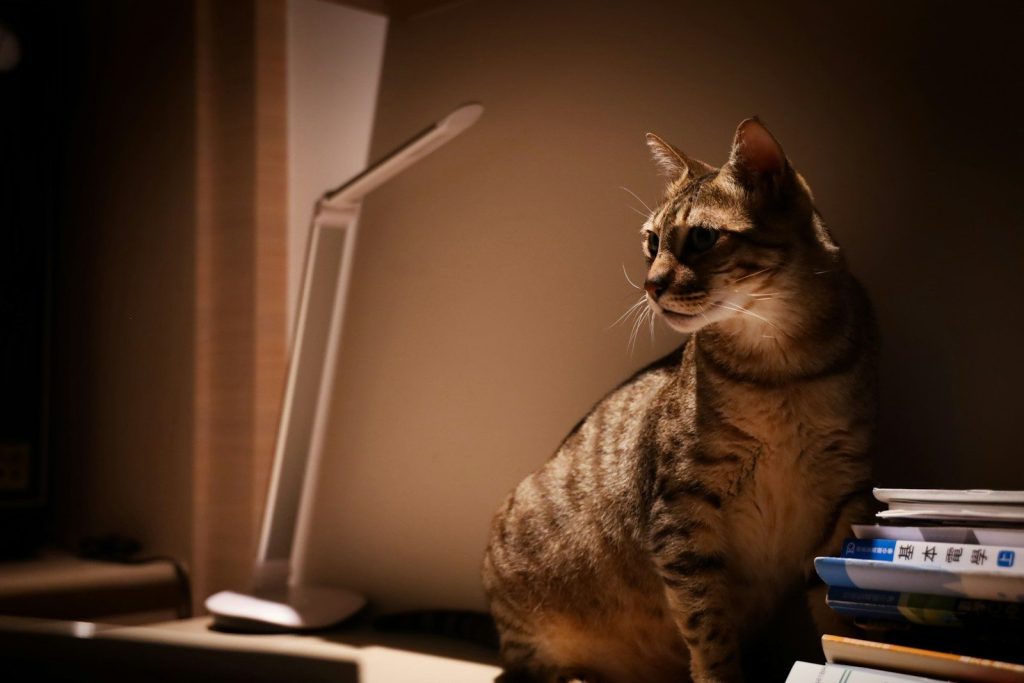 tabby cat by turned-on table lamp