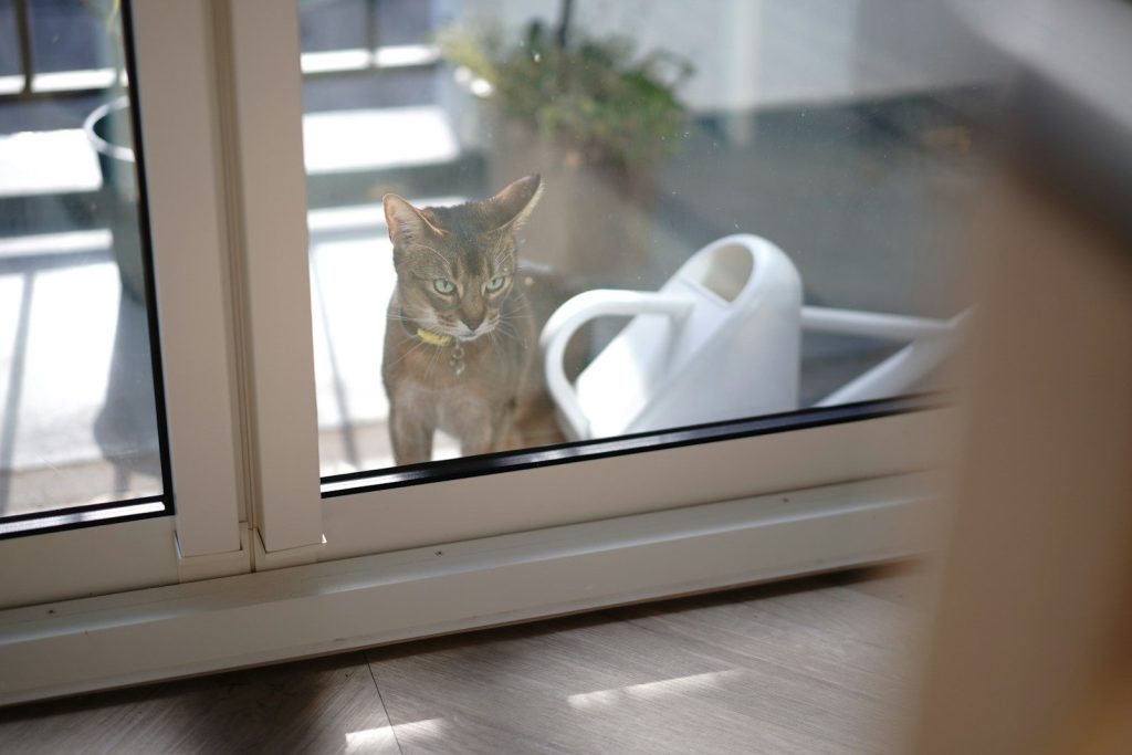 A tabby cat looks through a glass door.