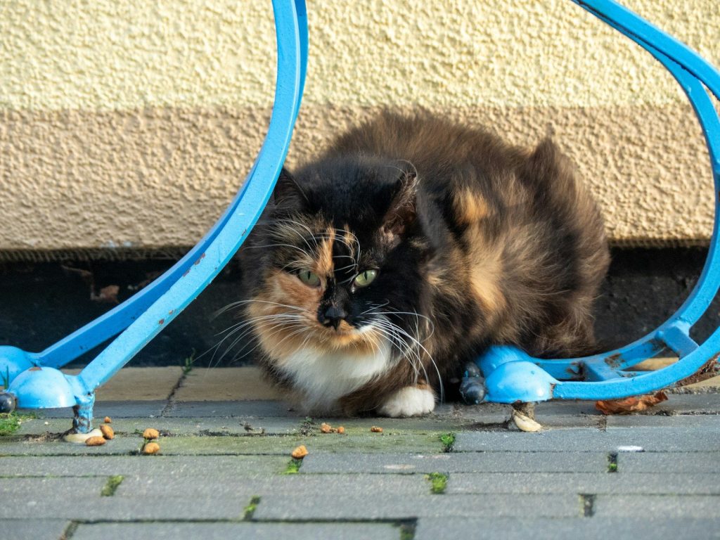 a cat laying on the ground next to a blue hose