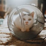 A white cat peeks out of a play tunnel indoors, basking in warm sunlight streaming through.