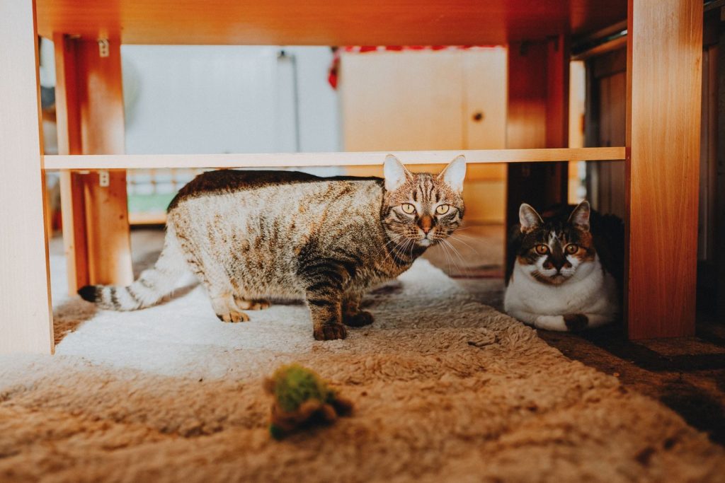 Two cats resting under a wooden table in a warm indoor environment.