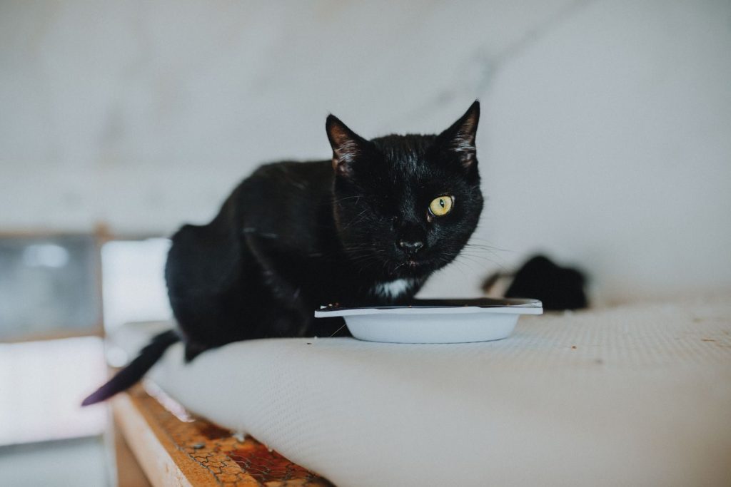 A black cat with striking yellow eyes eating from a bowl indoors.