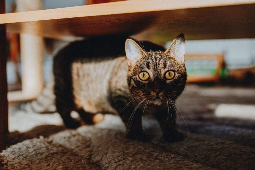 A curious tabby cat with bright eyes peeking from under furniture in a sunlit room.
