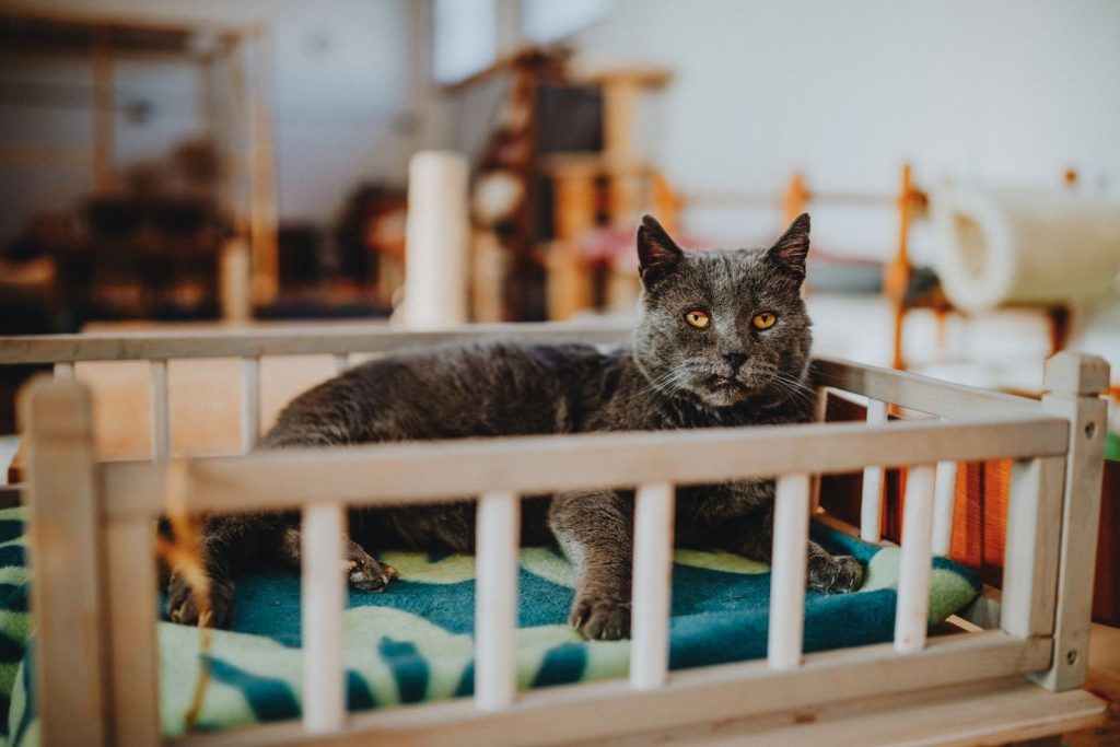 A charming gray cat lounging on a cozy blanket in a wooden crate bed indoors.