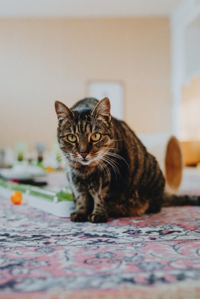A cute tabby cat lounging on a patterned rug in a cozy room.