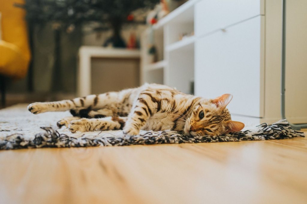 Adorable Bengal cat lounging comfortably on a soft rug inside a cozy home setting.