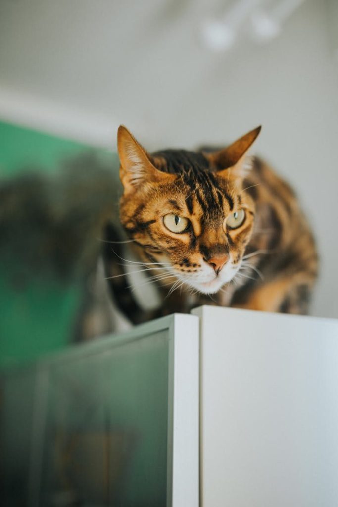 Bengal cat poised on edge of furniture, capturing curious gaze. Indoor setting, gentle lighting.