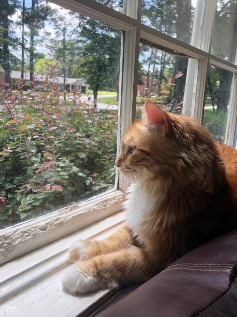 A fluffy ginger cat gazes thoughtfully through a window, observing the serene garden outside.