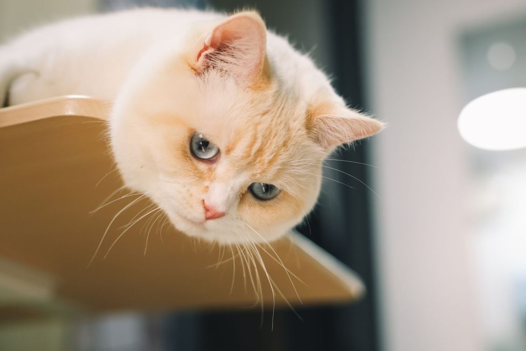 Adorable ginger cat with blue eyes lounging indoors on a wooden shelf.