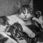 Mother cat with nursing kittens in a classic Istanbul alleyway, black and white photo.