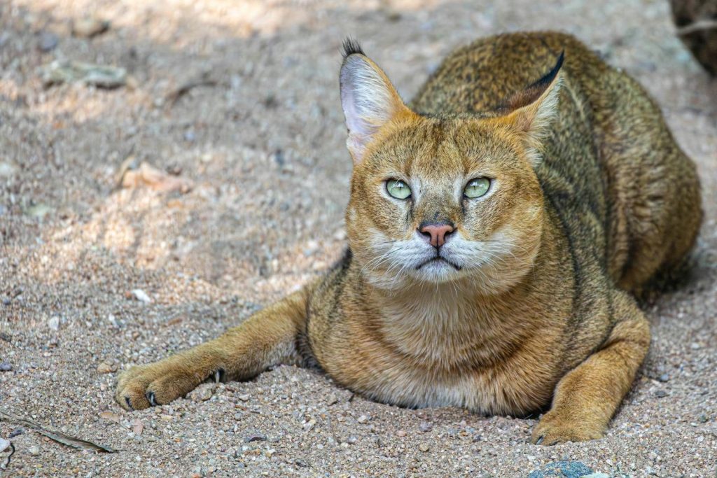 Close-up image of a caracal lying on sand, showcasing its distinct features.