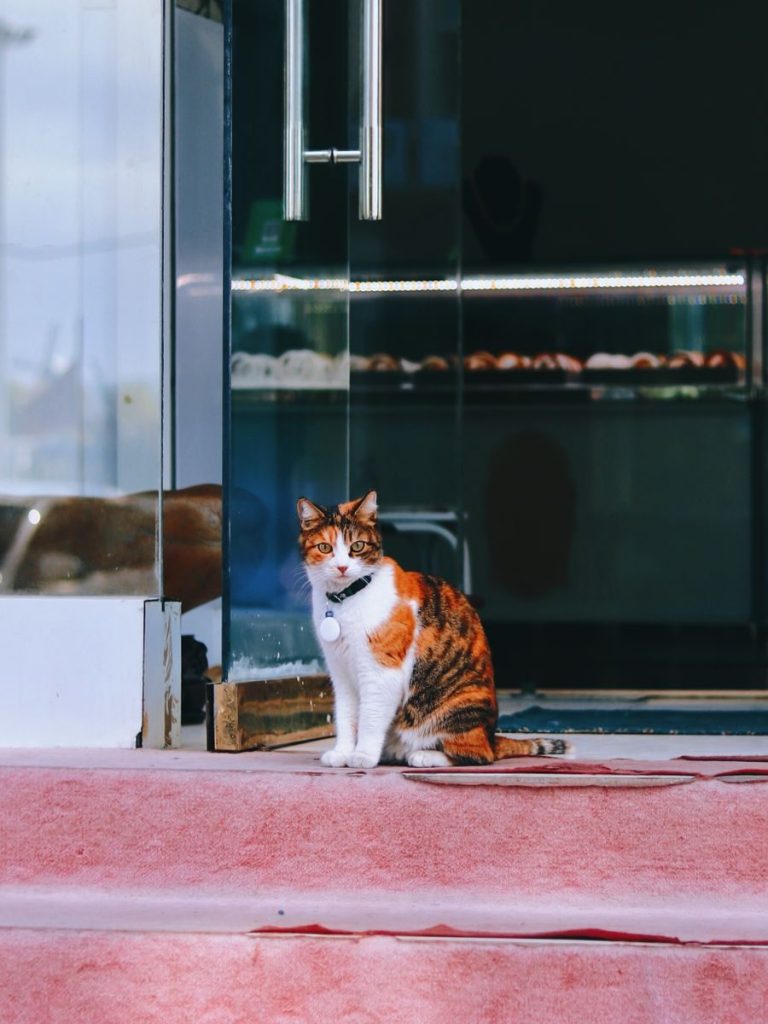 Calico cat with collar sitting at glass door entrance of a shop on a sunny day.