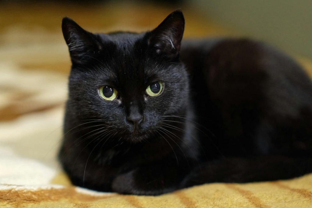 A calm black cat with vivid green eyes resting on a soft, patterned rug indoors.